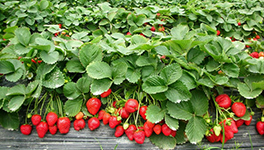 種植中臭氧水代替農藥殺滅病蟲